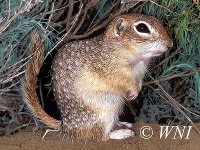 Spermophilus spilosoma, Spotted Ground Squirrel